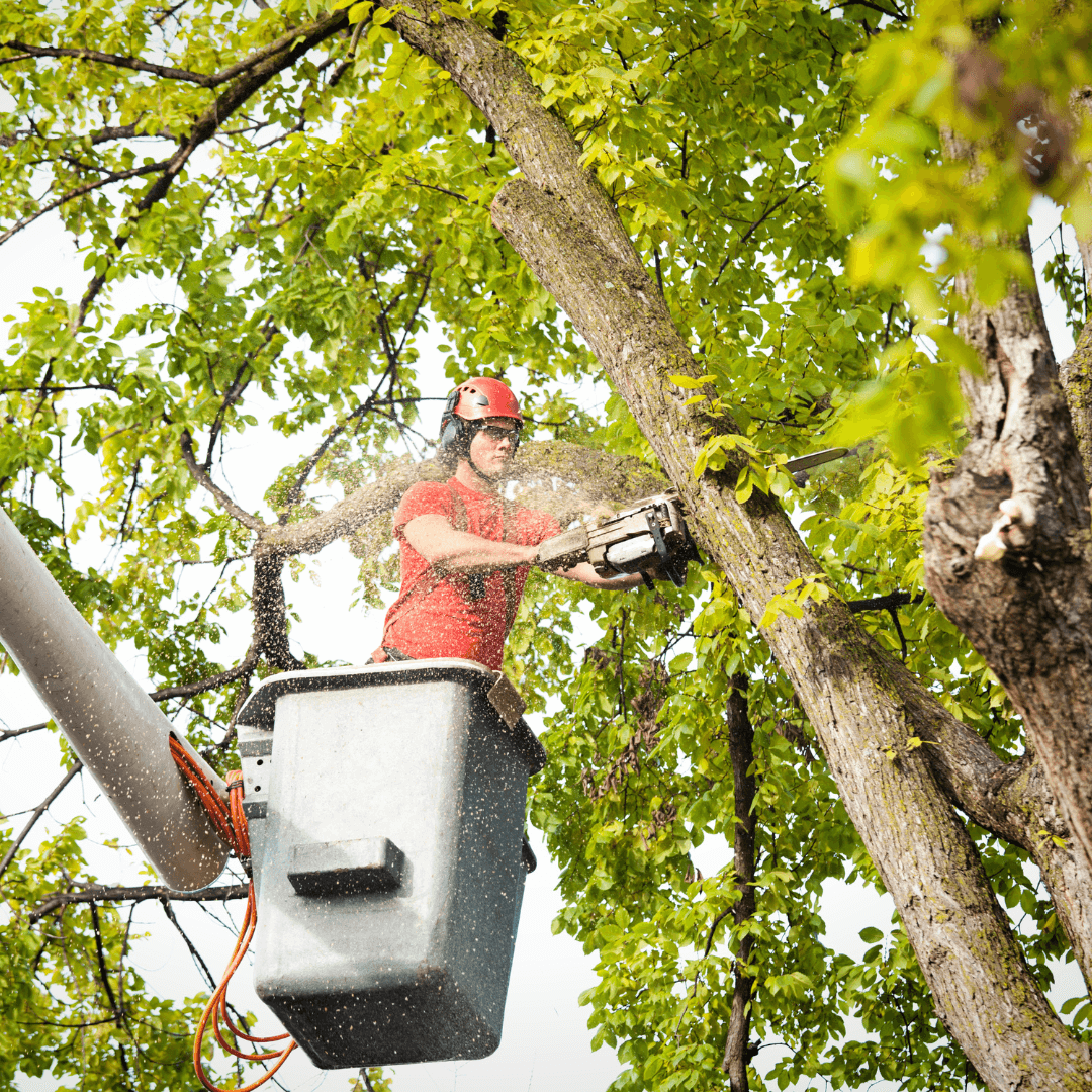 Tree Trimmers | Riverbase Cloud